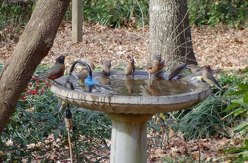 Treat the pile as one part of a wildlife-friendly yard