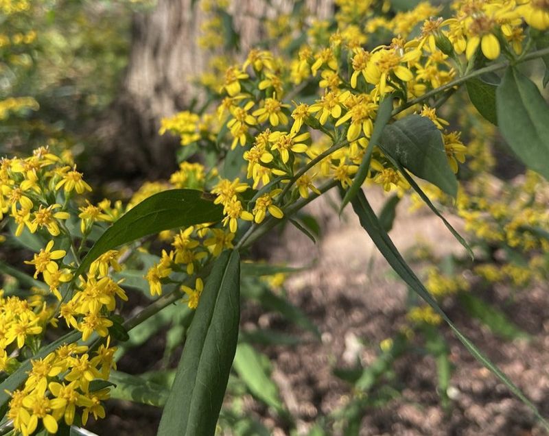 Woodland Goldenrod (Solidago caesia)