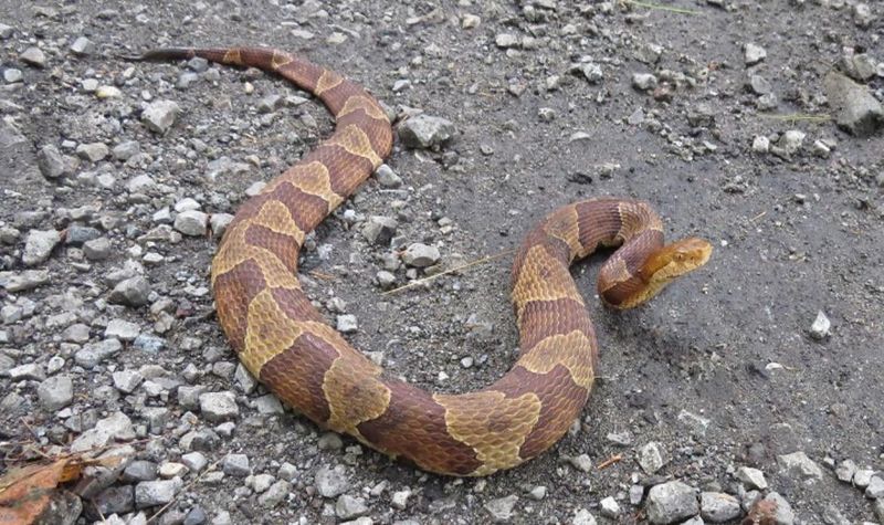 Unusual Musky Odor