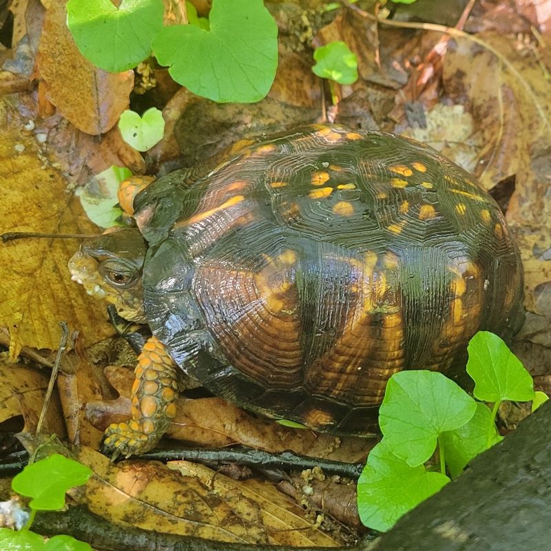 Preserve habitat instead of stripping the yard bare