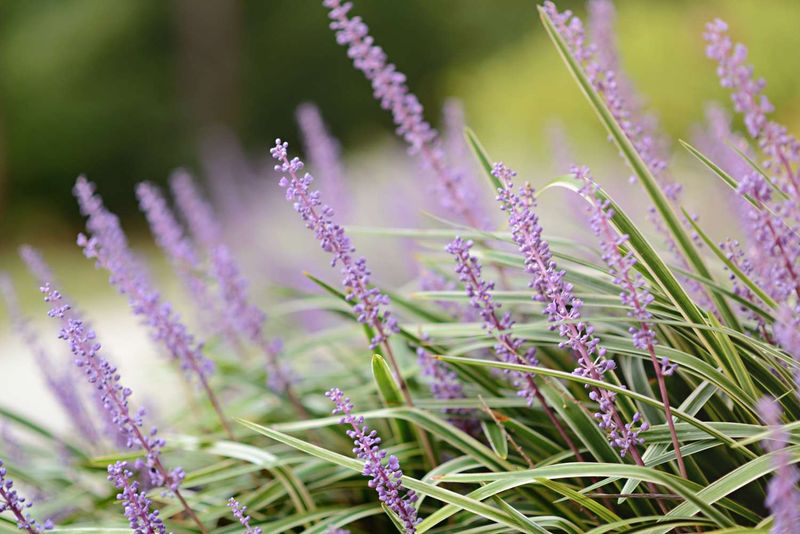 Liriope (Monkey Grass)