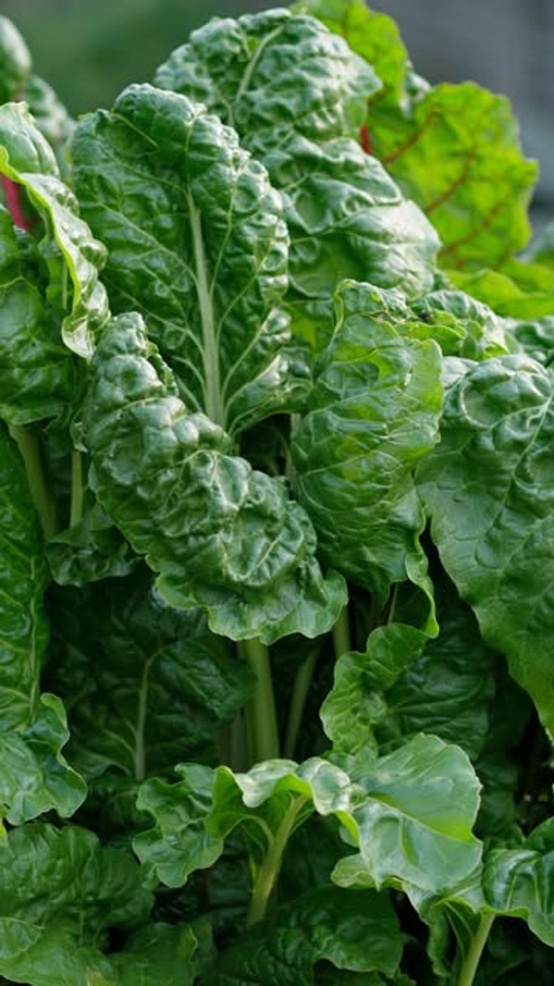 Pick leaves before size and age compromise tenderness