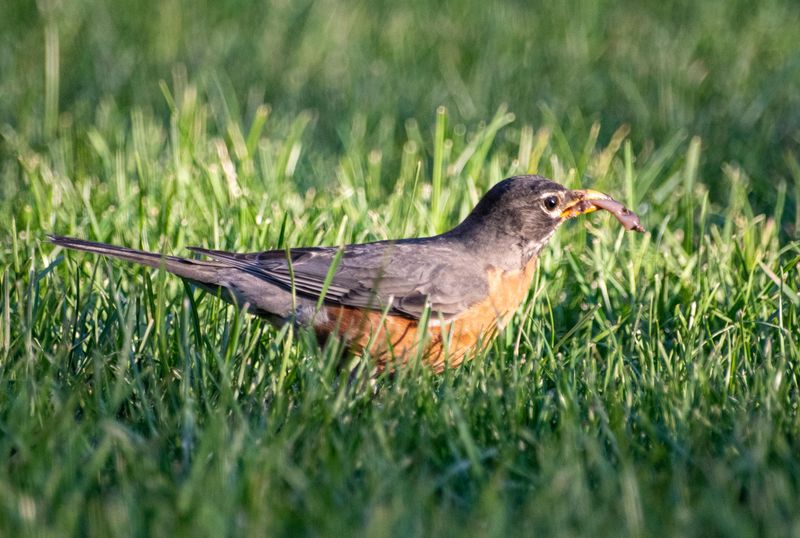 American Robin