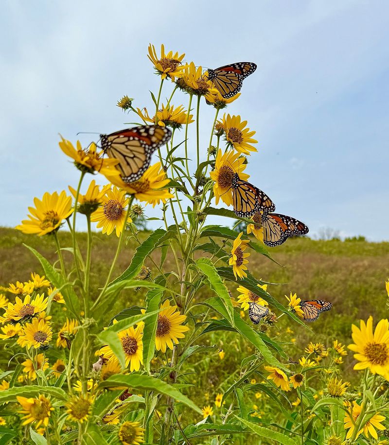 Why Its Fall Flowers Matter to Adult Monarchs
