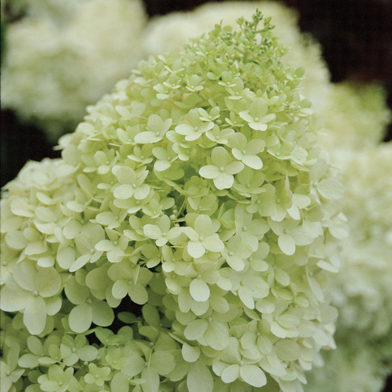 Cultivar-Specific Tendencies