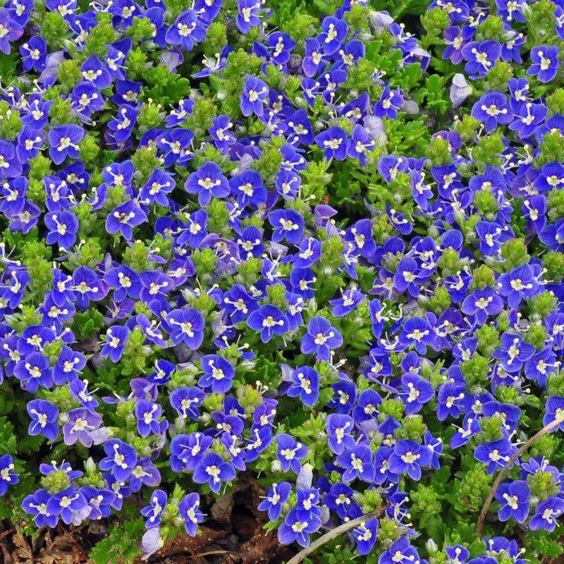 Creeping Veronica (Speedwell)