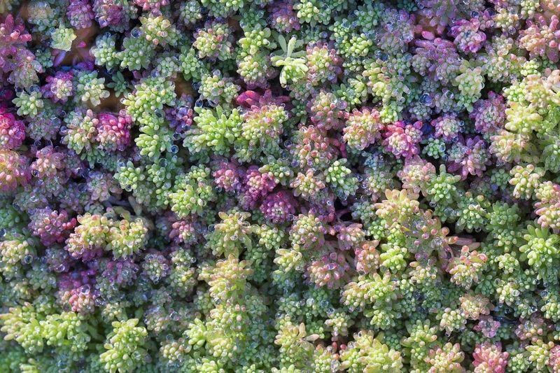 Sedum (Stonecrop)