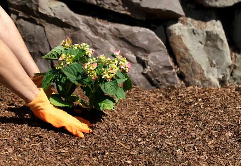 Apply (and Plan for) Mulch