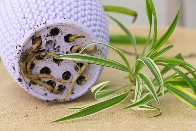 Make Sure the Pot Has Drainage Holes
