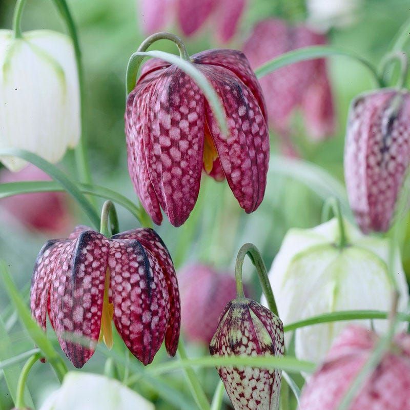 Fritillaries