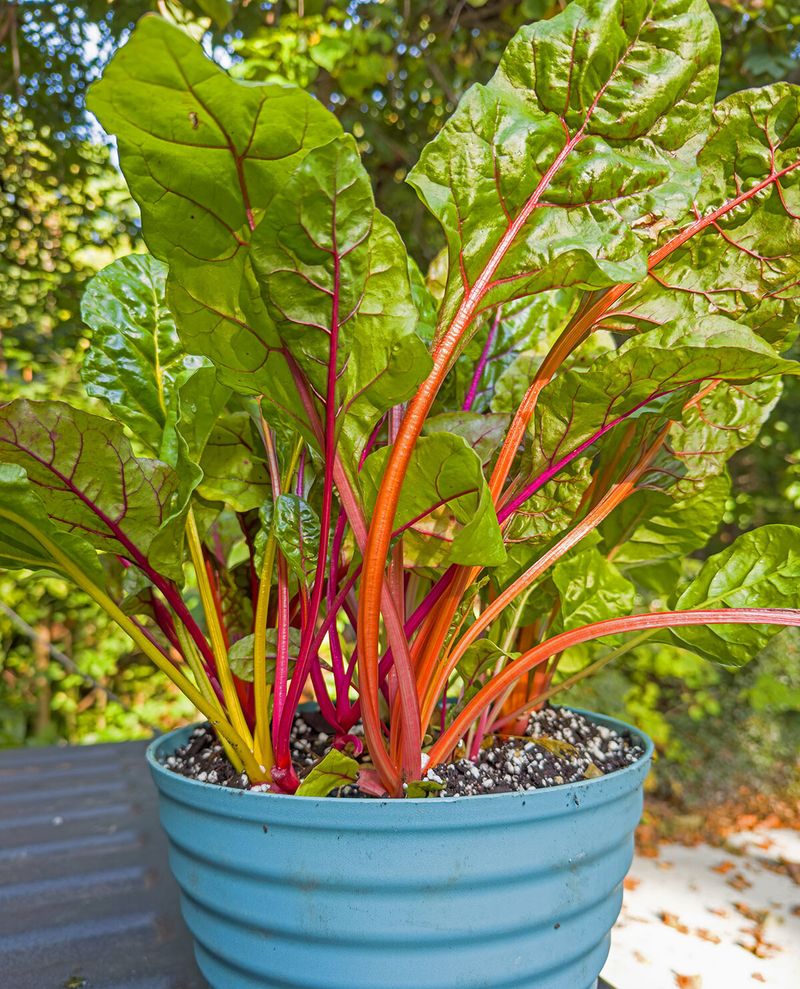 Kale and Swiss Chard