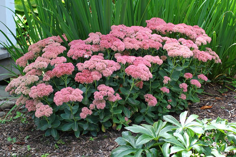 Autumn Joy Sedum (Hylotelephium)