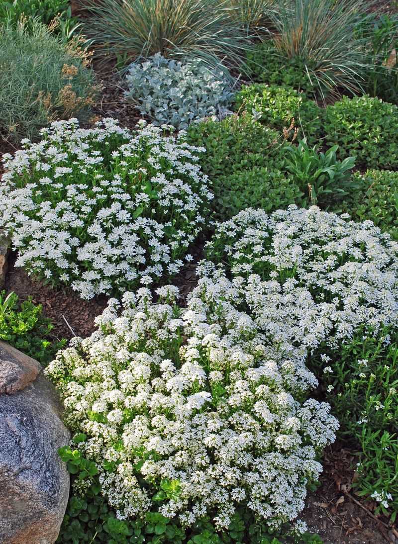 Candytuft