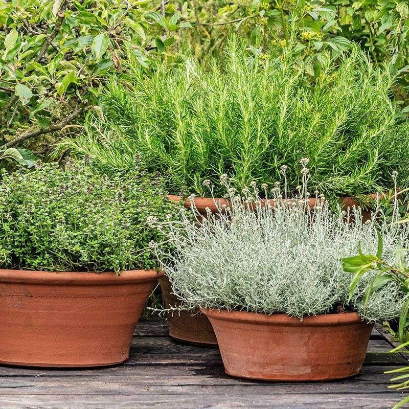 Adapt the plan for containers and winter