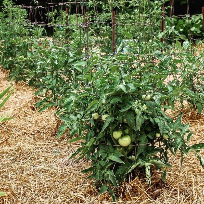 Not Using Mulch