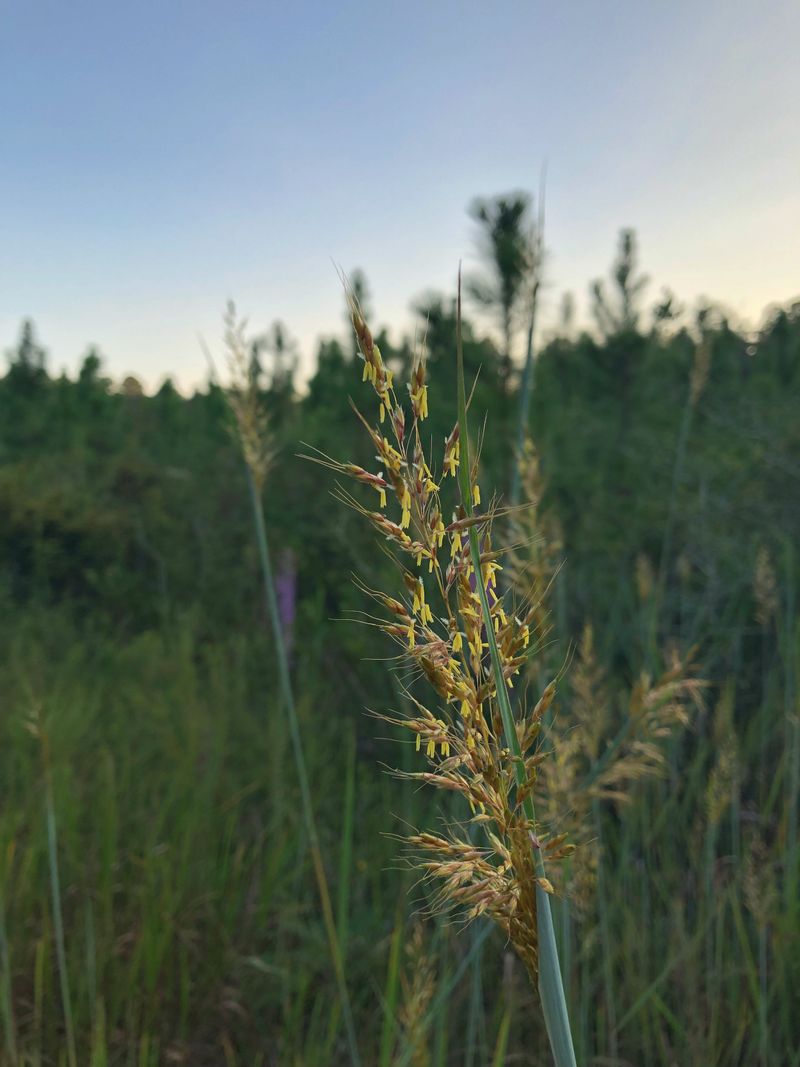 Tall Grasses and Ornamental Cover