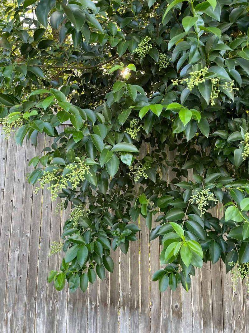 Chinese and Japanese Privet