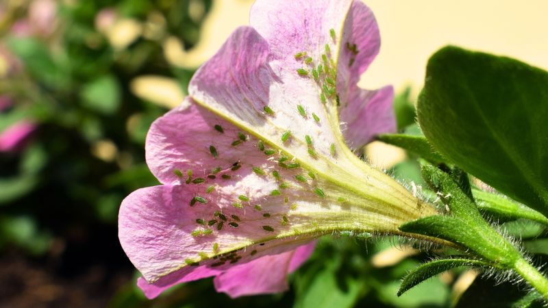 Use Pest Activity, Spread, and Plant Symptoms to Judge Action