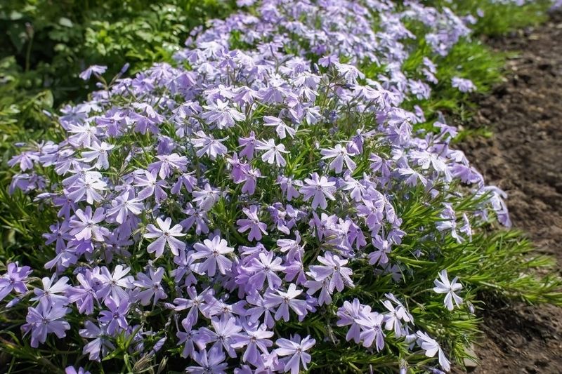 Moss Phlox (Phlox subulata)