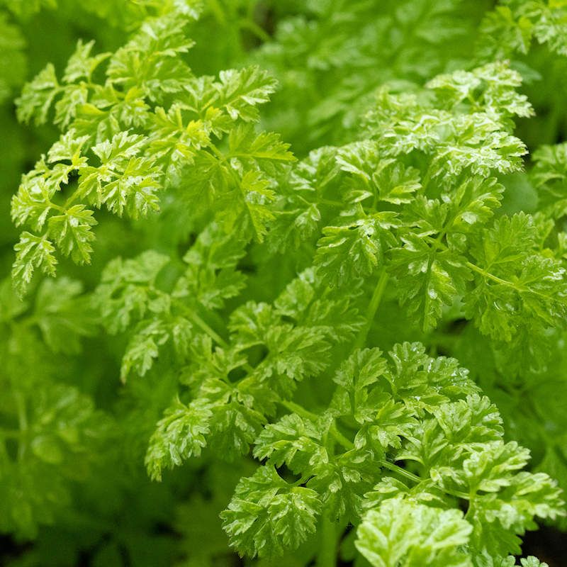 Chervil