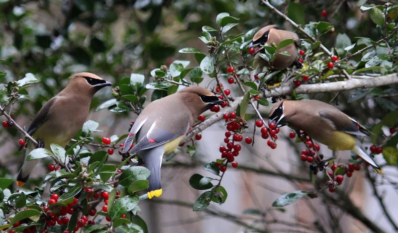 Yaupon Holly (Ilex vomitoria)
