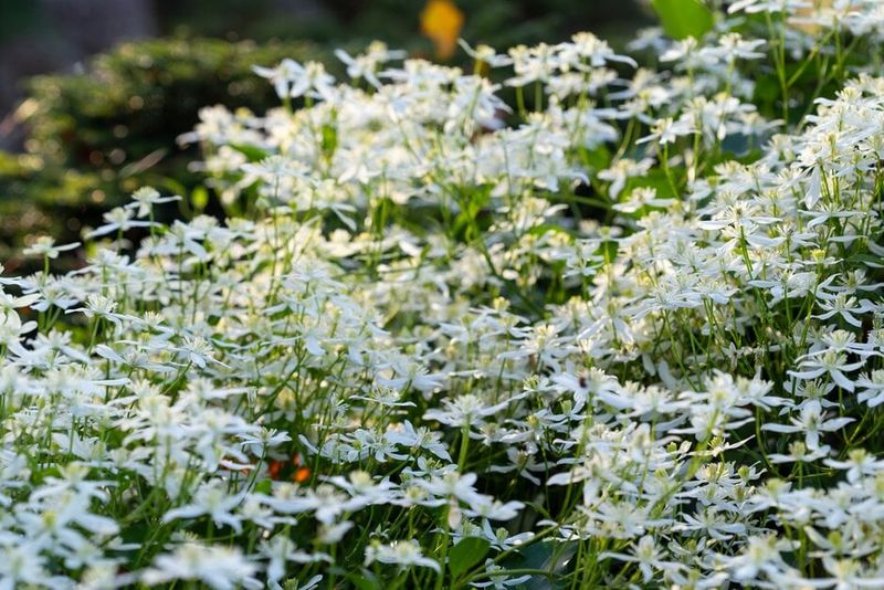 Some identified clematis have different fall-pruning guidance