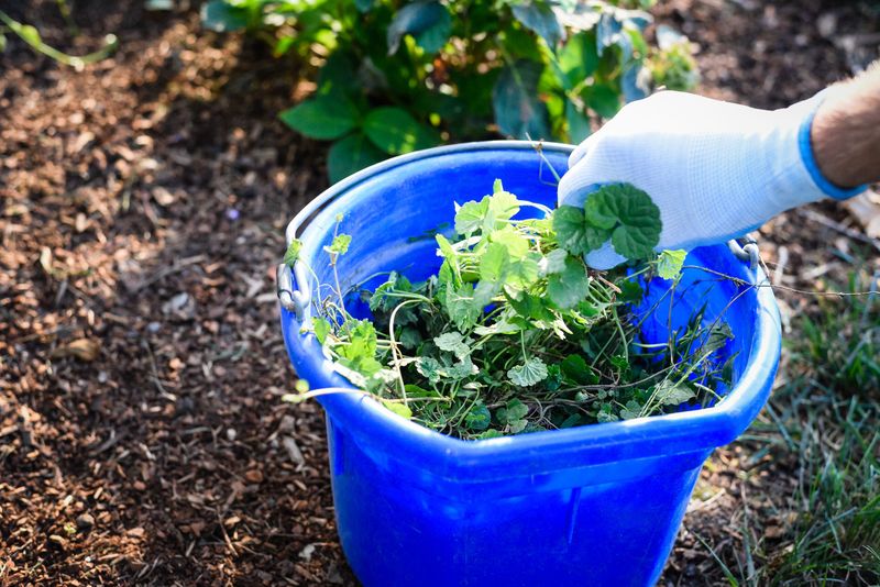 Choose a method for the place it grows