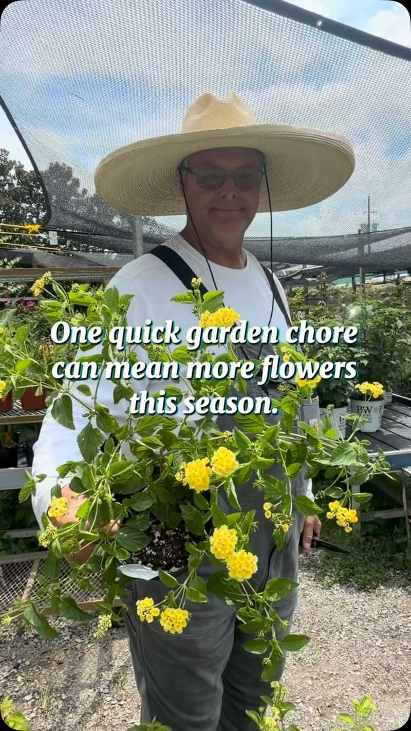 Deadhead Spent Flowers Regularly