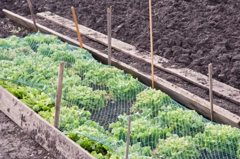 Prevention protects the yard without treating normal behavior as a crisis