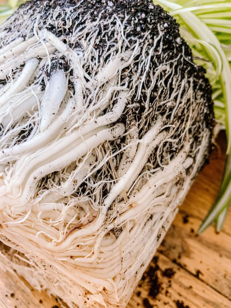 The Pot Is Too Small for the Root Ball