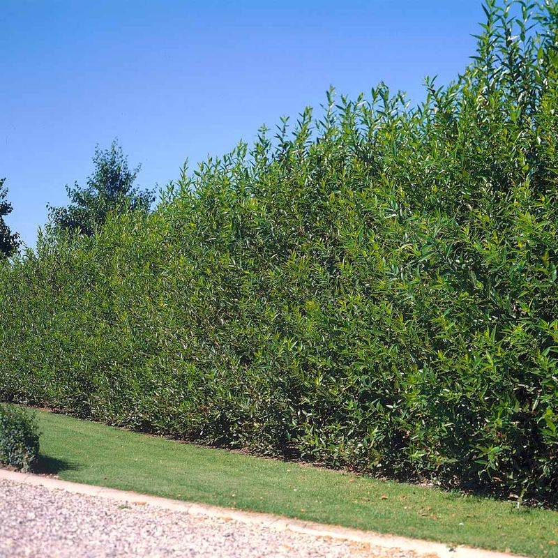 Use wax myrtle when the site can support its real size