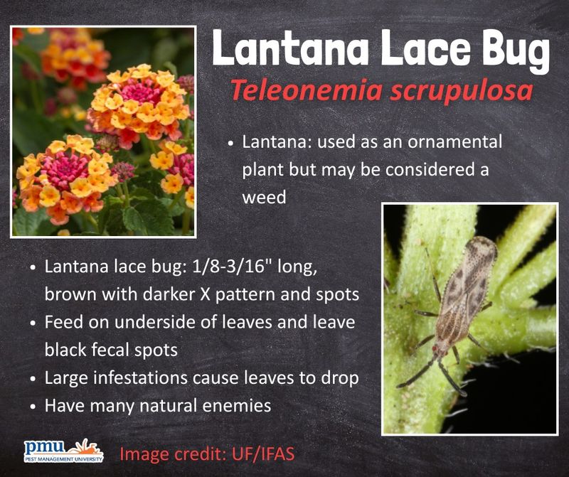 Check sunlight, fertilizer, and leaves before escalating care