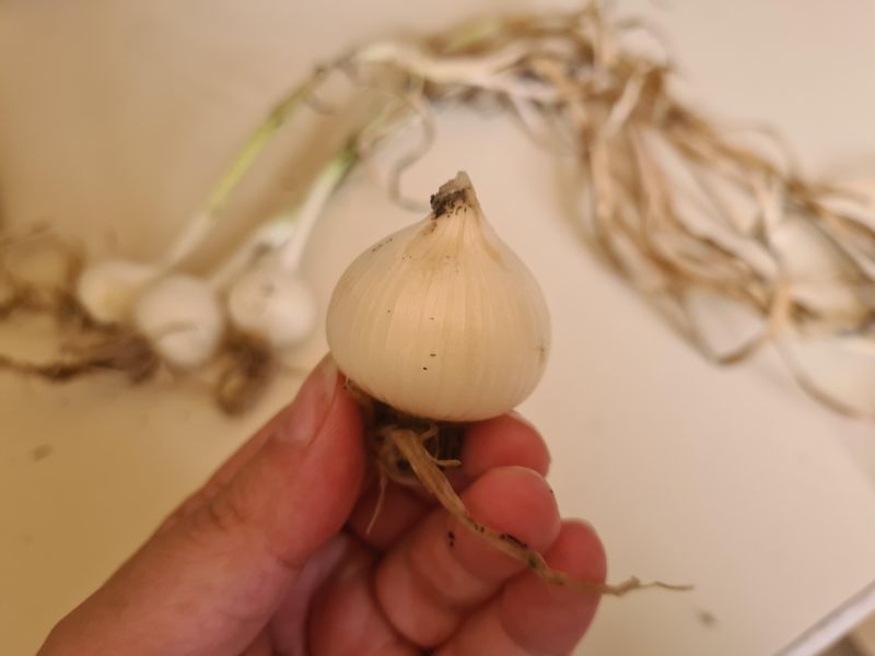 A Tiny Round Does Not Prove a Planting Mistake