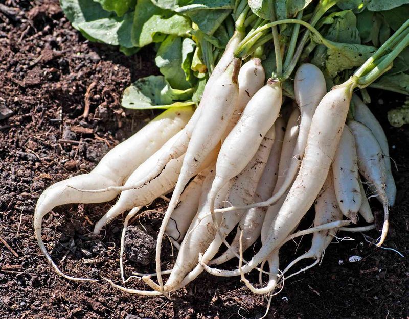 Separate pithiness from pest and rot damage