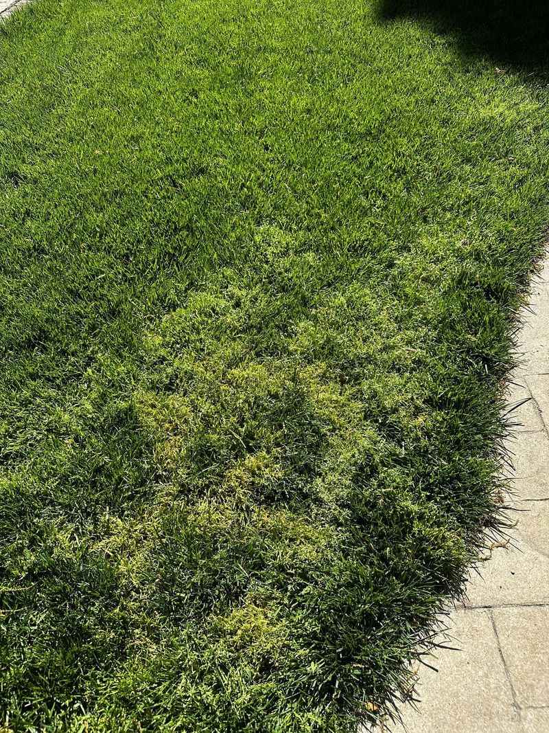 A thin July lawn does not prove a fall mistake