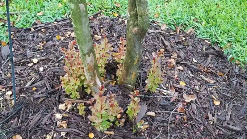 Recurring shoots are not proof that pruning failed