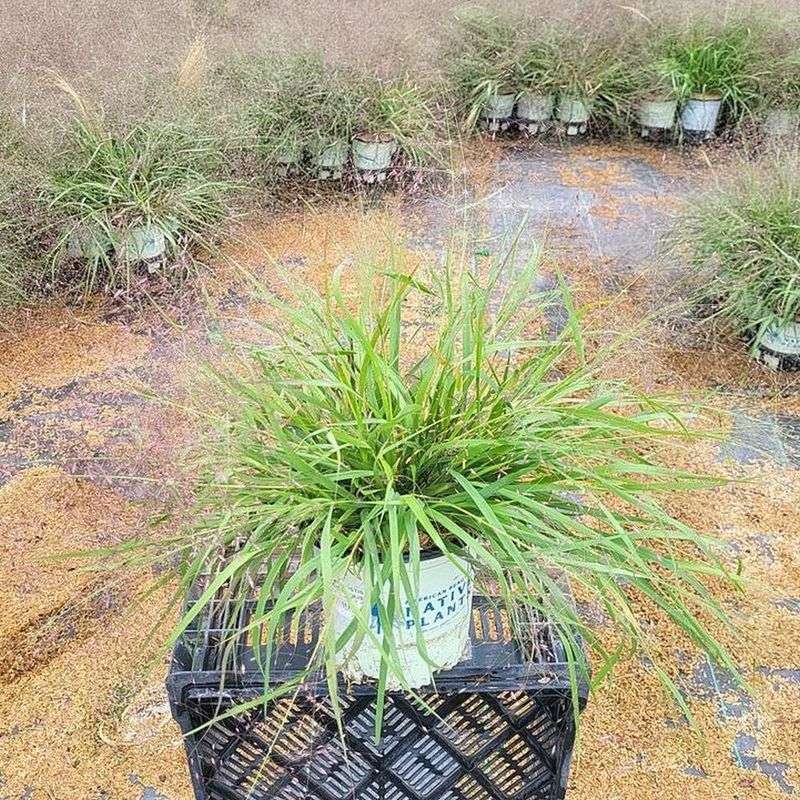 Purple lovegrass is a strong native answer for a bare edge