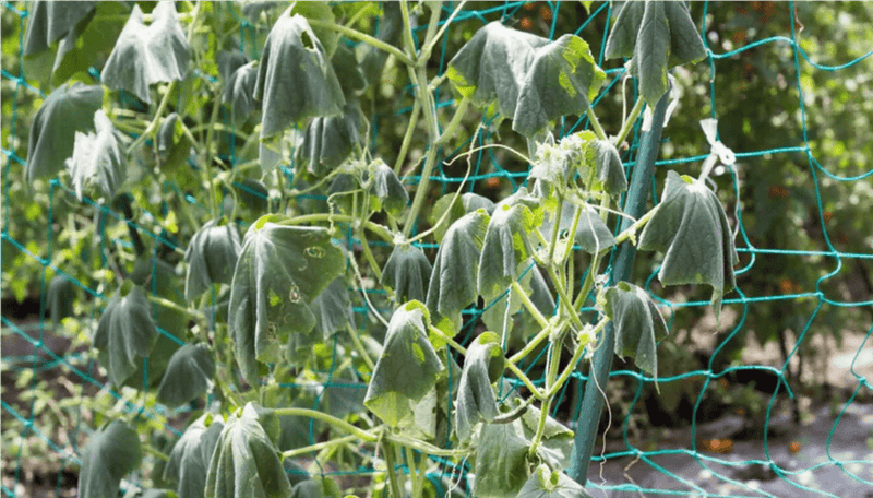 Separate watering stress from other explanations