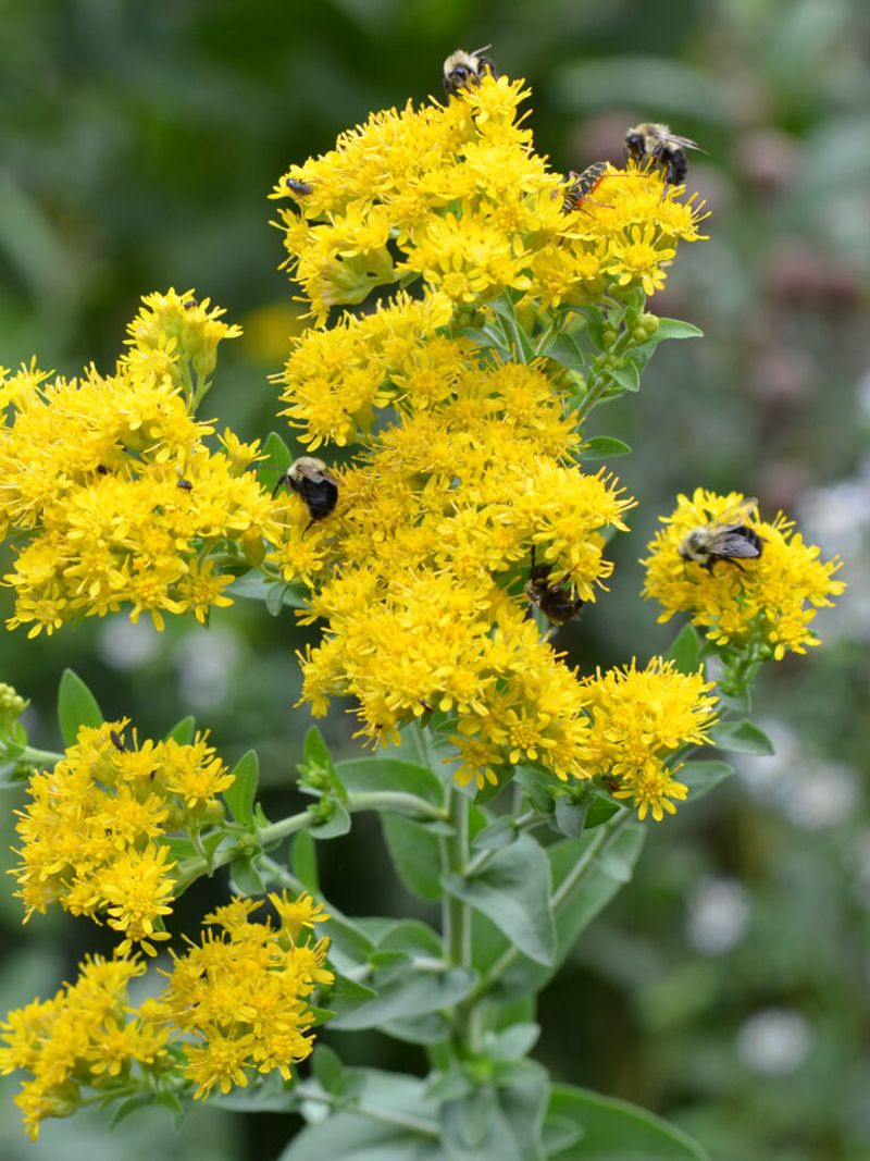 Goldenrods
