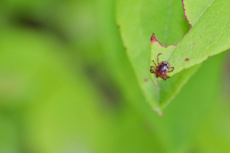 Keep leaves away from structures and treat tick advice cautiously
