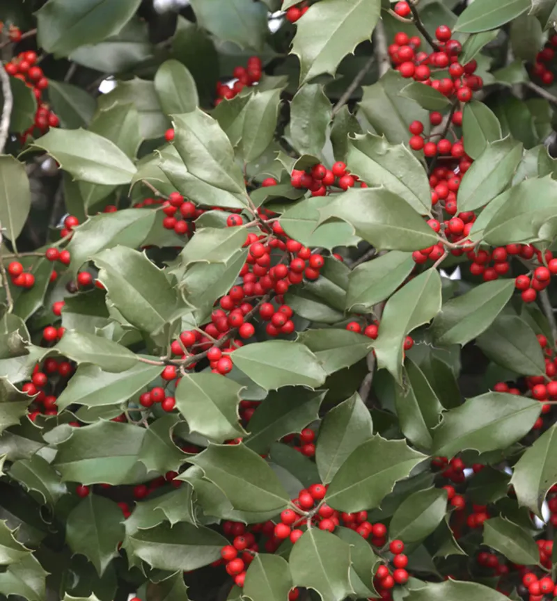 Holly (Ilex spp.)