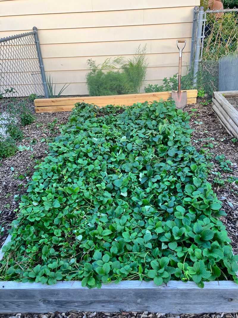 A perennial strawberry bed still needs renewal