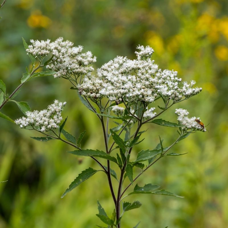 How to recognize late boneset