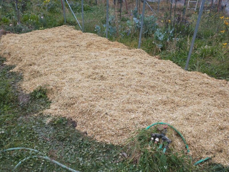 Tuck the Bed Under Thick Mulch