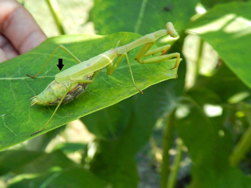 Identify the mantid before making a conservation claim