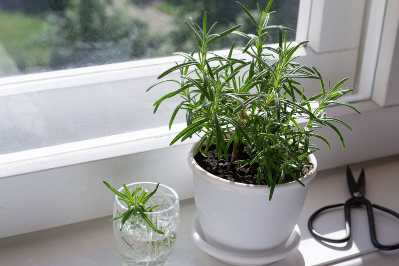 Rosemary