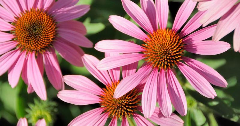 Choose a healthy plant before saving its seed