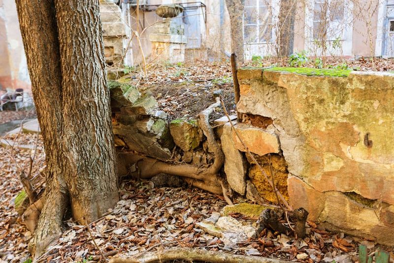 Visible Roots Creeping Toward the Foundation