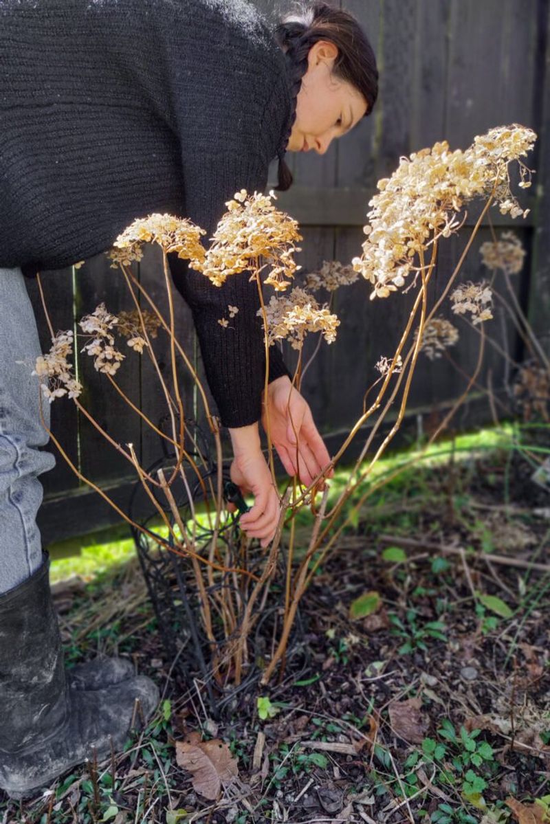 Pruning New Wood Hydrangeas Too Late in Spring or Summer