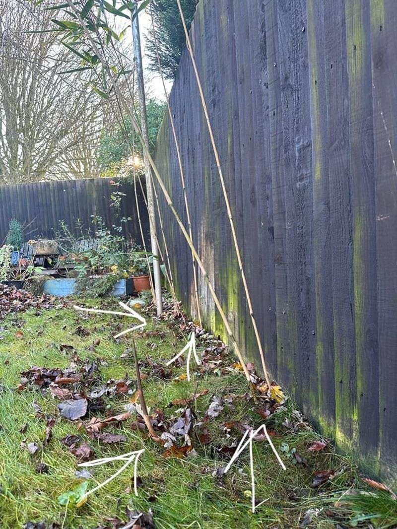 When can bamboo become a legal nuisance?